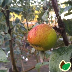 Skovæble - Vildæble Malus sylvestris