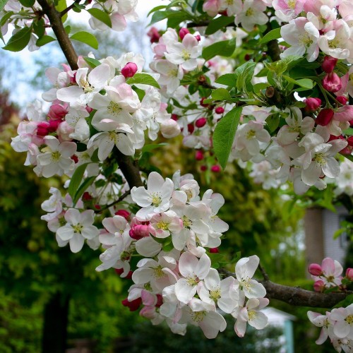 Skovæble - Vildæble Malus sylvestris