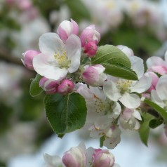 Skovæble - Vildæble Malus sylvestris