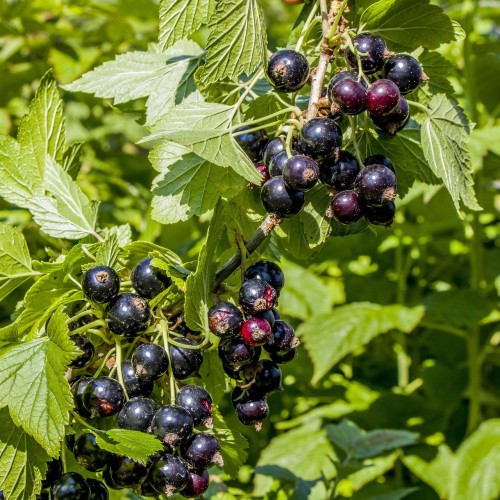 Solbærbuske Polar 50-80 cm. - Bundt Med 10 Stk. Barrodsplanter _