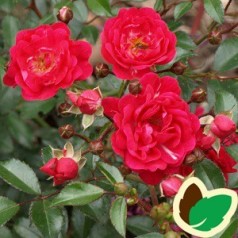 Rose Rød Fairy / Bunddækkende rose