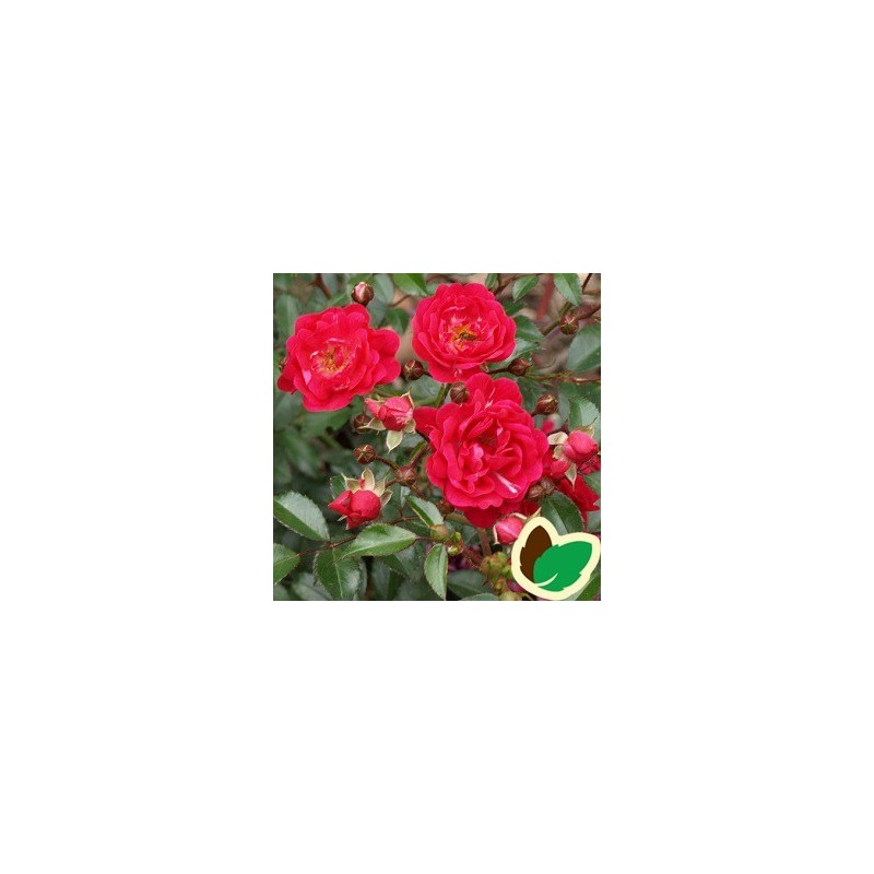 Rose Rød Fairy / Bunddækkende rose