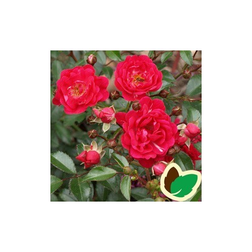 Rose Rød Fairy / Bunddækkende rose