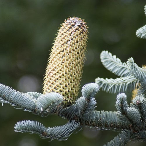 Nobilis - Abies procera