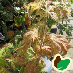 Acer japonicum Aconitifolium / Viftebladet Løn