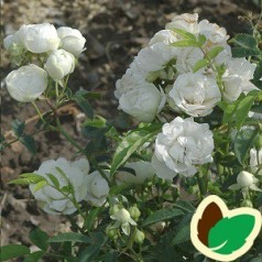 Rose Snövit / Lav Buketrose