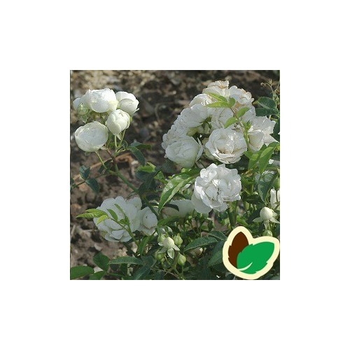 Rose Snövit / Lav Buketrose