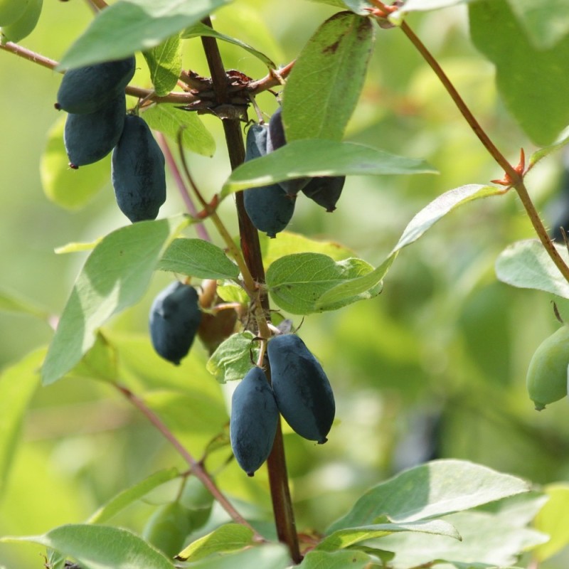 Honningbær Indigo Gem - Lonicera kamtschatica Indigo Gem