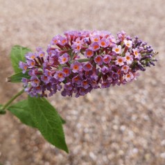 Buddleja davidii Flower Power ( Bicolor ) / Sommerfuglebusk