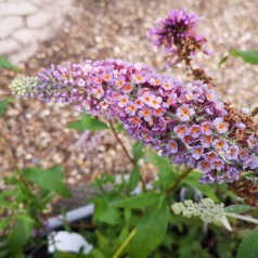 Buddleja davidii Flower Power ( Bicolor ) / Sommerfuglebusk