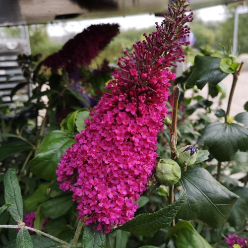 Buddleja davidii Queen of Hearts - Sommerfuglebusk