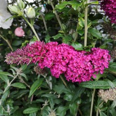 Buddleja davidii Queen of Hearts - Sommerfuglebusk