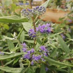 Caryopteris clandonensis Heavenly Blue / Blåskæg