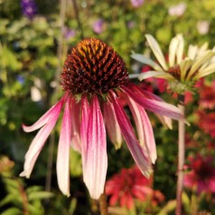 Echinacea purpurea Pretty Parasols / purpursolhat