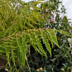 Rhus typhina Tiger Eyes - Fligbladet Hjortetakstræ