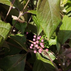 Callicarpa bodinieri Imperial Pearl / Glasbær