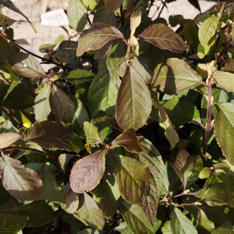 Callicarpa bodinieri Imperial Pearl / Glasbær