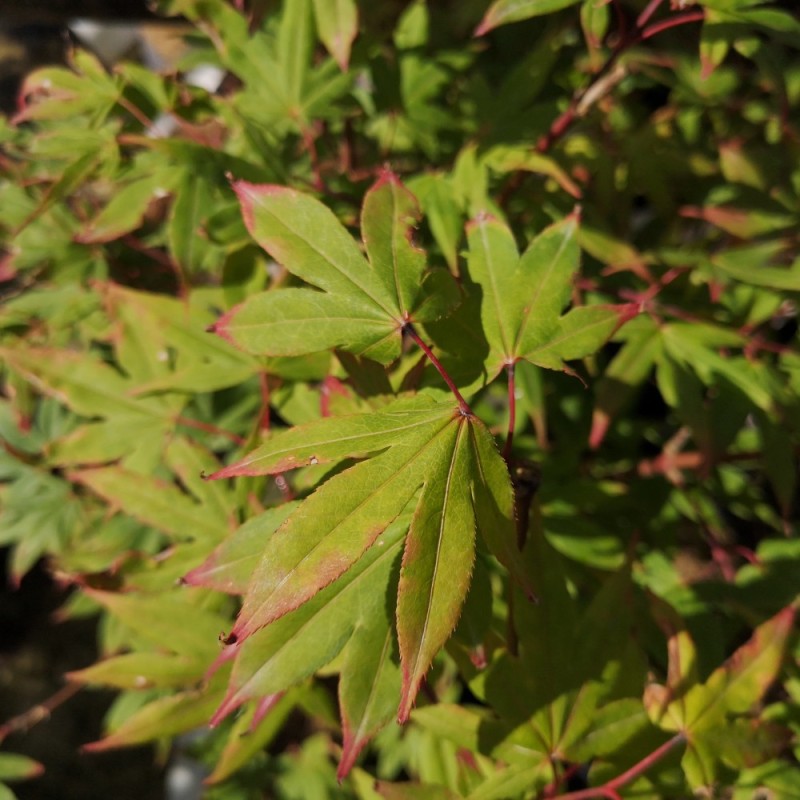 Acer Palmatum Osakazuki - Japansk Løn - Japansk Ahorn