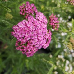 Achillea millefolium Apfelblüte - Røllike