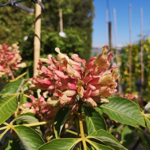 Aesculus pavia Koehnei - Amerikansk Dværg Hestekastanie