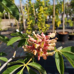 Aesculus pavia Koehnei - Amerikansk Dværg Hestekastanie