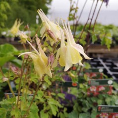 Aquilegia caerulea Springtime Magic Yellow / Akeleje