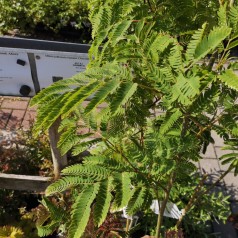 Albizia julibrissin Rosea / Persisk Silketræ