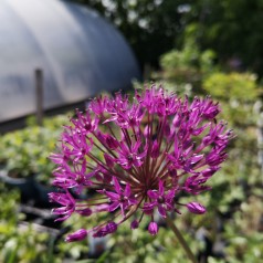 Allium millenium / Prydløg