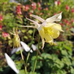 Aquilegia caerulea Springtime Magic Yellow / Akeleje