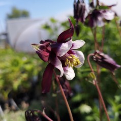 Aquilegia vulgaris William Guiness / Akeleje