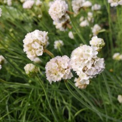 Engelsk Græs Alba - Armeria maritima Alba