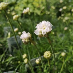 Armeria maritima Alba / Engelskgræs