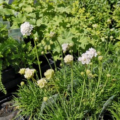 Armeria maritima Alba / Engelskgræs