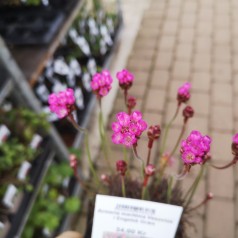 Armeria maritima Vesuvius / Engelsk Græs