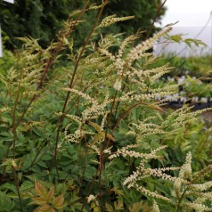 Fjerbusk Horatio - Aruncus dioicus Horatio