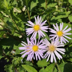 Aster ageratoides Asran / Asters