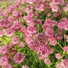 Astrantia major Roma / Stjerneskærm