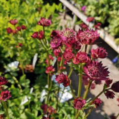 Astrantia major Venice / Stjerneskærm