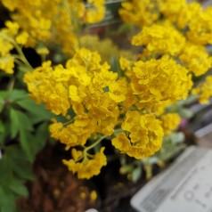 Aurinia saxatilis Goldkugel / Guldslør