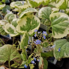 Brunnera macrophylla Variegata / Gul-Hvidrandede Kærmindesøster