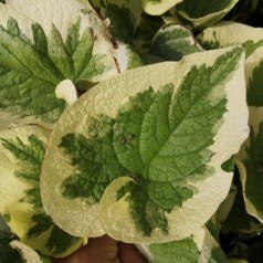 Brunnera macrophylla Variegata / Gul-Hvidrandede Kærmindesøster