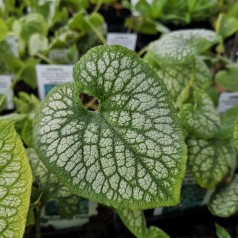 Brunnera macrophylla Jack Frost / Marmoreret Kærmindesøster