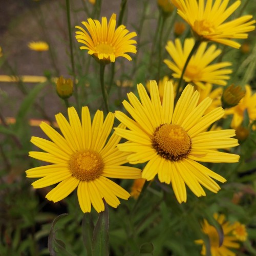 Buphthalmum salicifolium / Tusindstråle