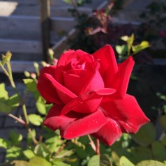 Rose Burgund 81 - Storblomstret Rose