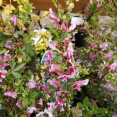 Purpurgyvel - Cytisus Purpureus (Chamaecytisus)