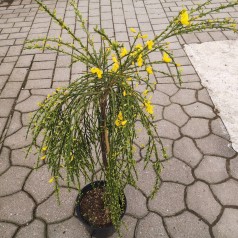 Cytisus scoparius Golden Tears - Gyvel - 70 cm. stamme