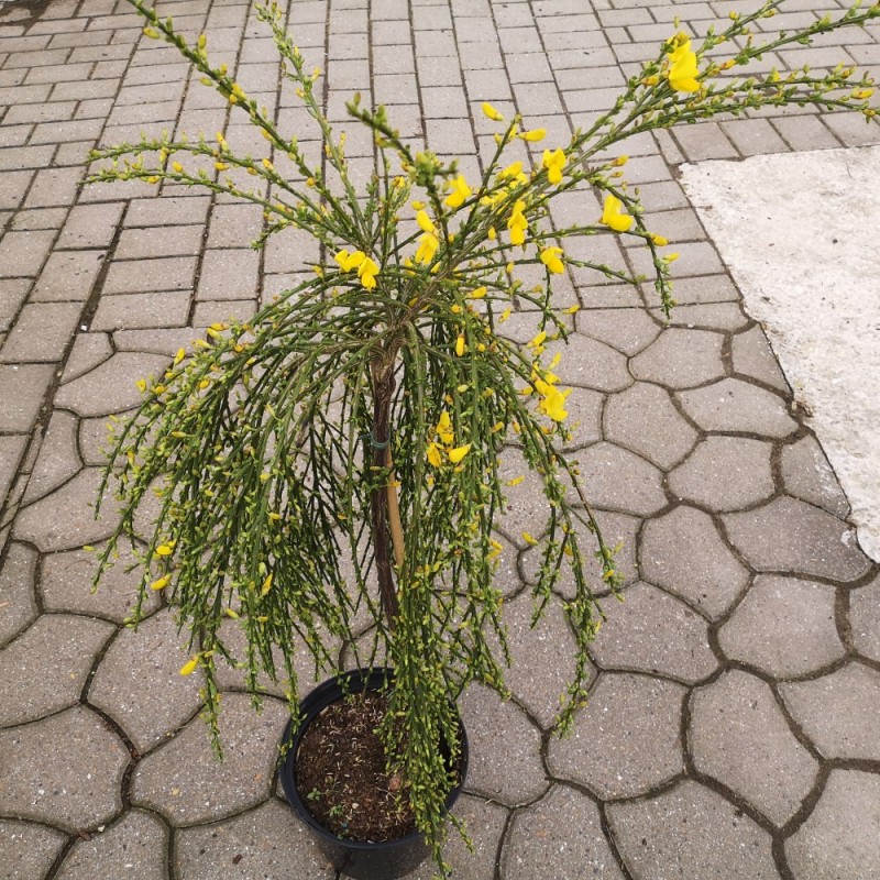 Cytisus scoparius Golden Tears - Gyvel - 70 cm. stamme