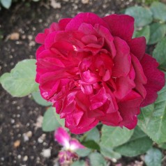 Rose Darcey Bussel - Engelsk Rose