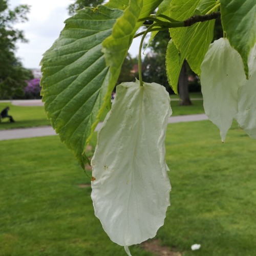 Davidia Involucrata - Duetræ