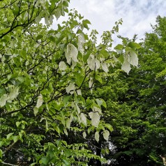 Duetræ cm. - Davidia involucrata